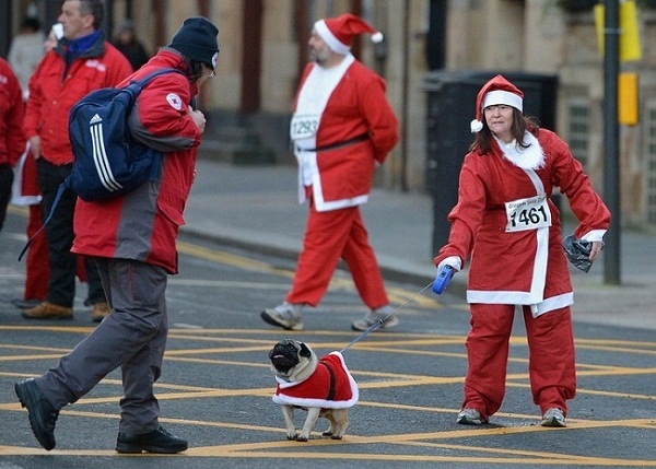 Мопс в костюме Санта-Клауса пристает к прохожему