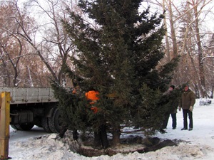 Высадка ели. Фото пресс-службы администрации Иркутска