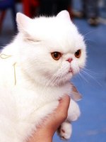 «Выставка кошек»