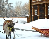 Прогулка в упряжке, запряженной северным оленем