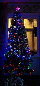 Фикусная елочка)