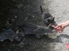 Первых участников проекта «350 добрых дел — к юбилею Иркутска» наградила городская Дума