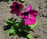 «Фестиваль цветников»