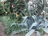 Японский и Корейский сады появятся к 350-летию города в Иркутске